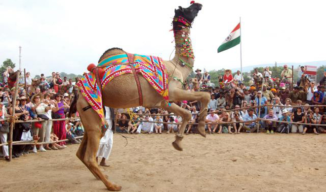 Camel Dance Pushkar