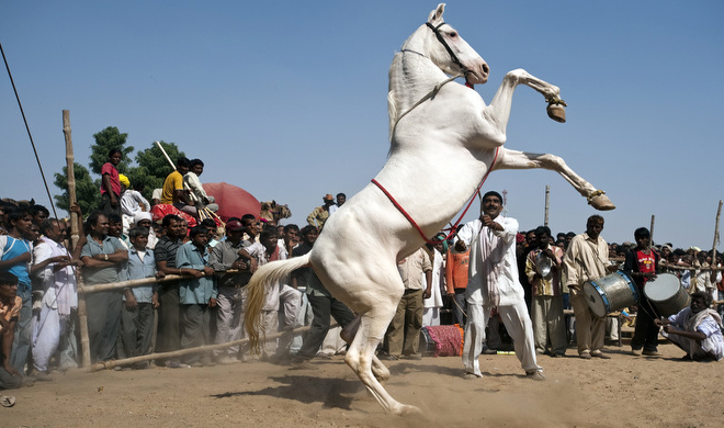 Horse Dance Pushkar