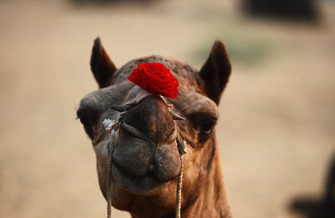 Royal Tent Pushkar- Pushkar Fair