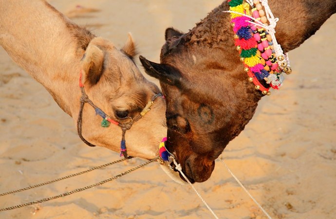 Royal Tent Pushkar- Pushkar Fair