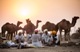 Royal Tent Pushkar - Pushkar Camel Fair